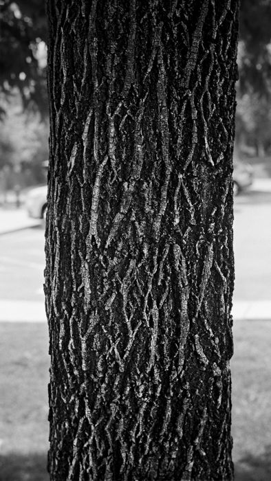 a_heavily_textured_tree_trunk